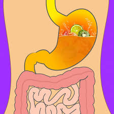 Cuanto Tarda Nuestro Organismo En Digerir Diferentes Tipos De Alimentos Y Por Que Es Vital Saberlo Diferentes Tipos De Tudo Sobre Saude Saude E Fitness