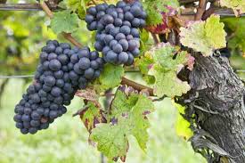 #concord grapes #wild grapes #photographers on tumblr #grape vines #riverside #ipswich river flower buds on my grape vine. Wild Grape Vine Healthy Plants Grapes Plant 4 To 5 Foot Vine 3 Vines Other Plants Seedlings Home Garden