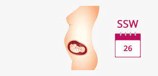 26 Ssw Schwangerschaftswoche Baby Gewicht Grosse In 26 Ssw