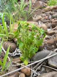 Image result for Basilicum polystachyon