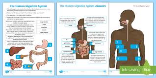 Student exploration meiosis gizmo answer key activity a. Free Digestive System Cut And Stick Activity Primary Resources