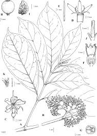 Image result for Polysphaeria multiflora