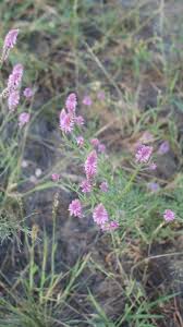 Image result for Hermbstaedtia fleckii