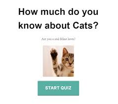 It's adorable when your cat rolls over to show you her belly, but do you know why she does it? Quiz Cat Wordpress Quiz Plugin Wordpress Plugin Wordpress Org