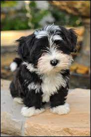 Our Havanese Cute Animals Animals Pets