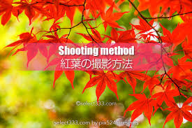 秋の被写体もみじを撮ろう 紅葉の見頃に色々な撮影方法で ボケや逆光 シルエット