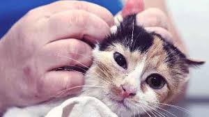 9 Signs Of A Sick Kitten And What To Do Petcarerx