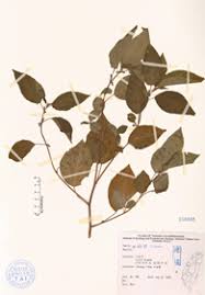 Image result for Triumfetta tomentosa