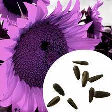 55 best bunga matahari images sunflower wallpaper sunflower. Ministar Biji Bunga Matahari Ungu 100 Buah Biji Bunga Taman Rumah Cantik Lazada Indonesia