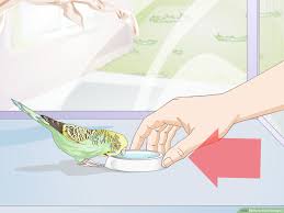 How To Feed Budgies 13 Steps With Pictures Wikihow