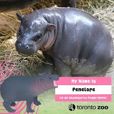 Press question mark to learn the rest of the keyboard shortcuts Penelope The Pygmy Hippo At The Toronto Zoo Update Video