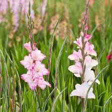 Image result for Gladiolus melleri