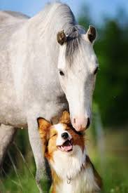 Resultado de imagen de fotos de caballos y perros