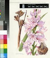 Image result for Gladiolus magnificus