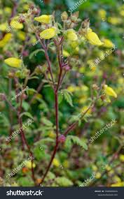 Image result for Calceolaria tripartita