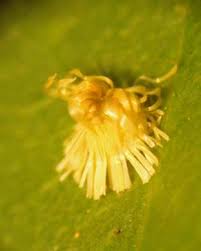 Image result for Fadogia tetraquetra