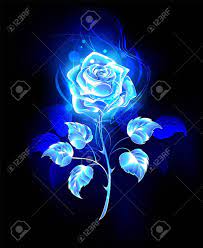 Blue rose with black background