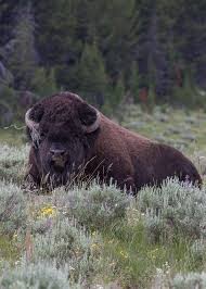 Maybe you would like to learn more about one of these? Bison Bull At Pelican Valley Yellowstone National Park Wyoming Animals Wild Nature Animals Animals