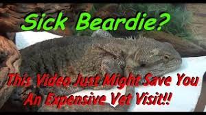 This leads to a very very sick bearded dragon as you can see from the image above. Sick Bearded Dragon Could This Video Save You Big Money Needless Worry Youtube
