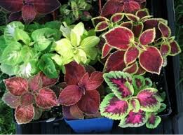 We did not find results for: Pokok Hiasan Ati Ati Membantu Meredakan Batuk Lelah Serta Merawat Bisul Blog Santai Santai Jerr