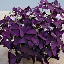 Purple Shamrock Plant Oxalis Regnellii Francis Purple Plants Shamrock Plant Purple Shamrock