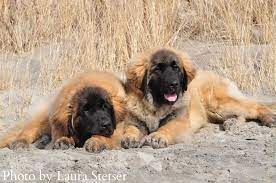 Maybe you would like to learn more about one of these? Von Alpensee Leonbergers