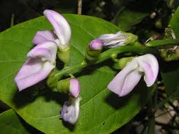 Image result for Canavalia ensiformis