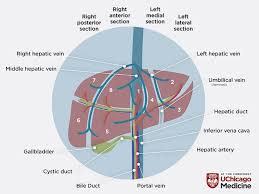 How can i correct cirrhosis? Tests For Liver Disease Diagnosis Hepatology Uchicago Medicine