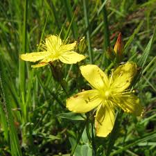 Image result for Hypericum aethiopicum