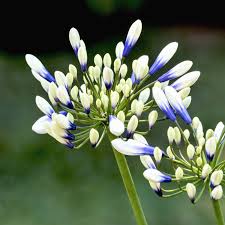 Image result for Agapanthus codii
