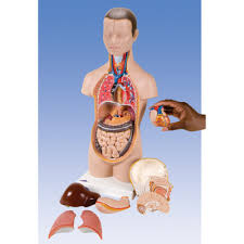 The torso is the main part of the body to which the neck and limbs attach, and it is a common feature of all vertebrates. Half Size Mini Torso Anatomy Model Health Edco