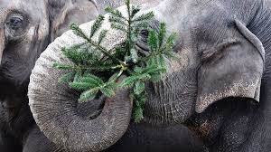 We did not find results for: Elephants Eat Leftover Christmas Trees Howstuffworks