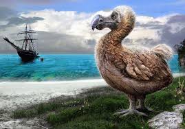The Extinct Dodo Paul Roget Getty Images Animals Flightless Bird Extinct Animals