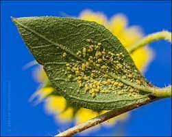 Watch for a reaction from the plant and give it at least 48 hours to react. Many Are Drawn To Sunflowers Portraits Of Wildflowers