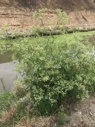 Image result for Parthenium