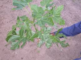 Image result for Sterculia appendiculata