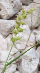 Image result for Cenchrus incertus