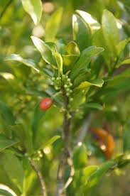 Image result for Erythroxylum emarginatum