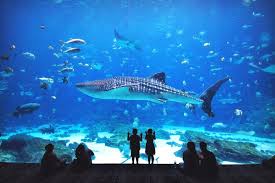 8 Fun Things To Do In Atlanta Atlanta Travel Fun Things To Do Georgia Aquarium