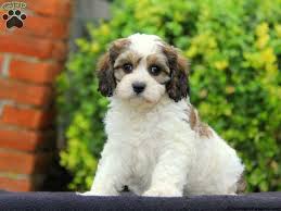 Review how much cavachon puppies for sale sell for below. Emmy Cavachon Puppy For Sale In Pennsylvania Cavachon Puppies Puppies For Sale Cavachon