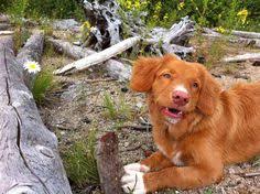 Often called duck tollers or just tollers, they are the little red retrievers often with white bits. Die 43 Besten Ideen Zu Toller Goldendoodle Hunde Tiere Tiere Hund