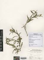 Image result for Psiadia punctulata