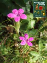 Image result for Caryophyllaceae