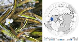 Image result for Wiesneria schweinfurthii