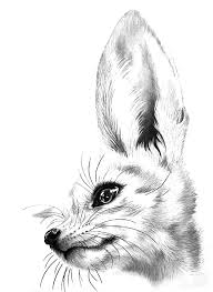 Search images from huge database containing over 620,000 coloring pages. Olympus Digital Camera Netart Animal Drawings Fox Pencil Drawing Fox Coloring Page