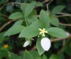 Image result for Pseudomussaenda