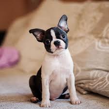 Litter of 5 there are now 2 left for sale: 1 Boston Terrier Puppies For Sale In New York Uptown