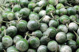 Image result for Solanum macrocarpon