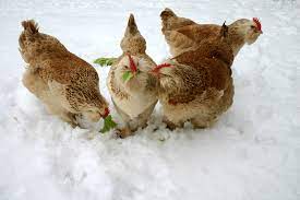 10 Mistakes Made In Winter With Your Chickens The Happy Chicken Coop