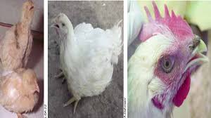 Infectious Bronchitis – Silent Killer which is often escaped ignored:  Clinical Signs of IB (Infectious Bronchitis) - Pashudhan Praharee | Pet  Care Blog